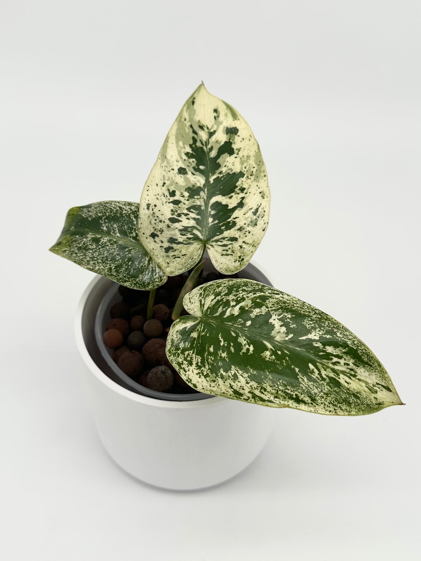 Philodendron Ilsemanii – Kunzo Lineage