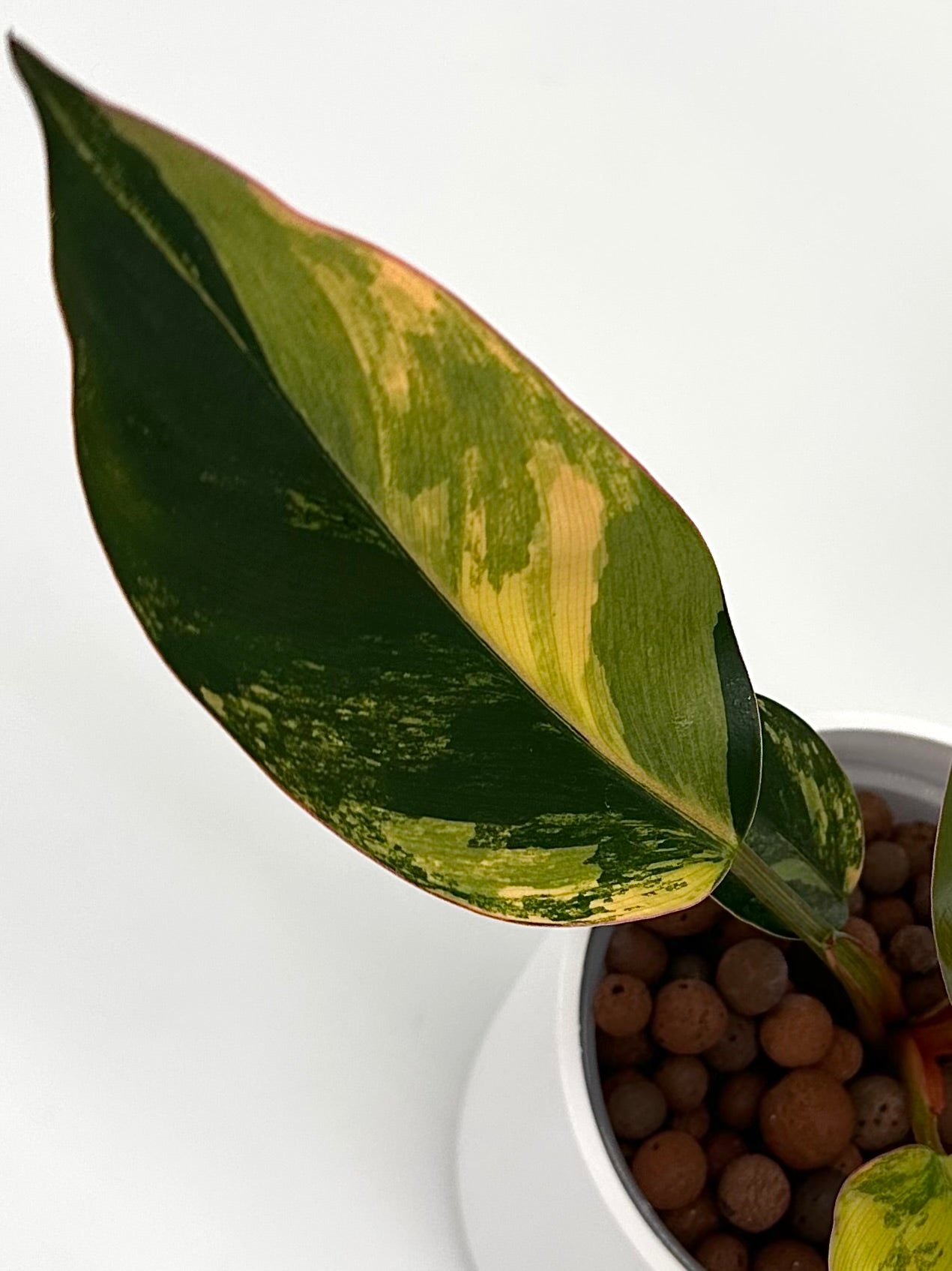 Philodendron Red Congo Variegated