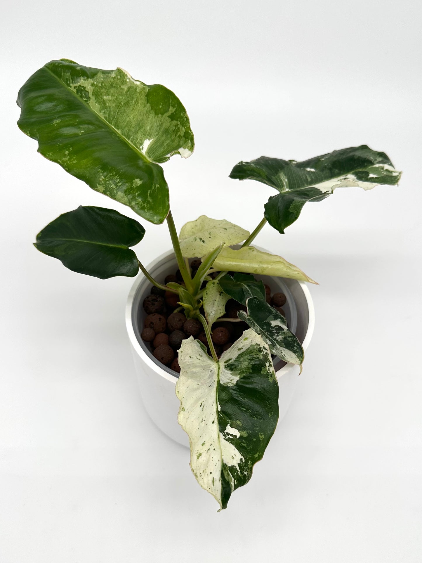 Philodendron Burle Marx ‘Snow’