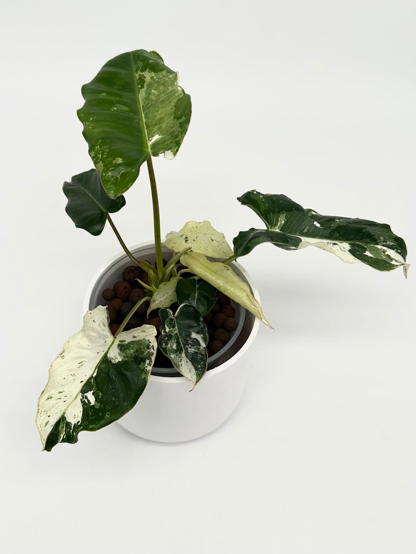Philodendron Burle Marx ‘Snow’