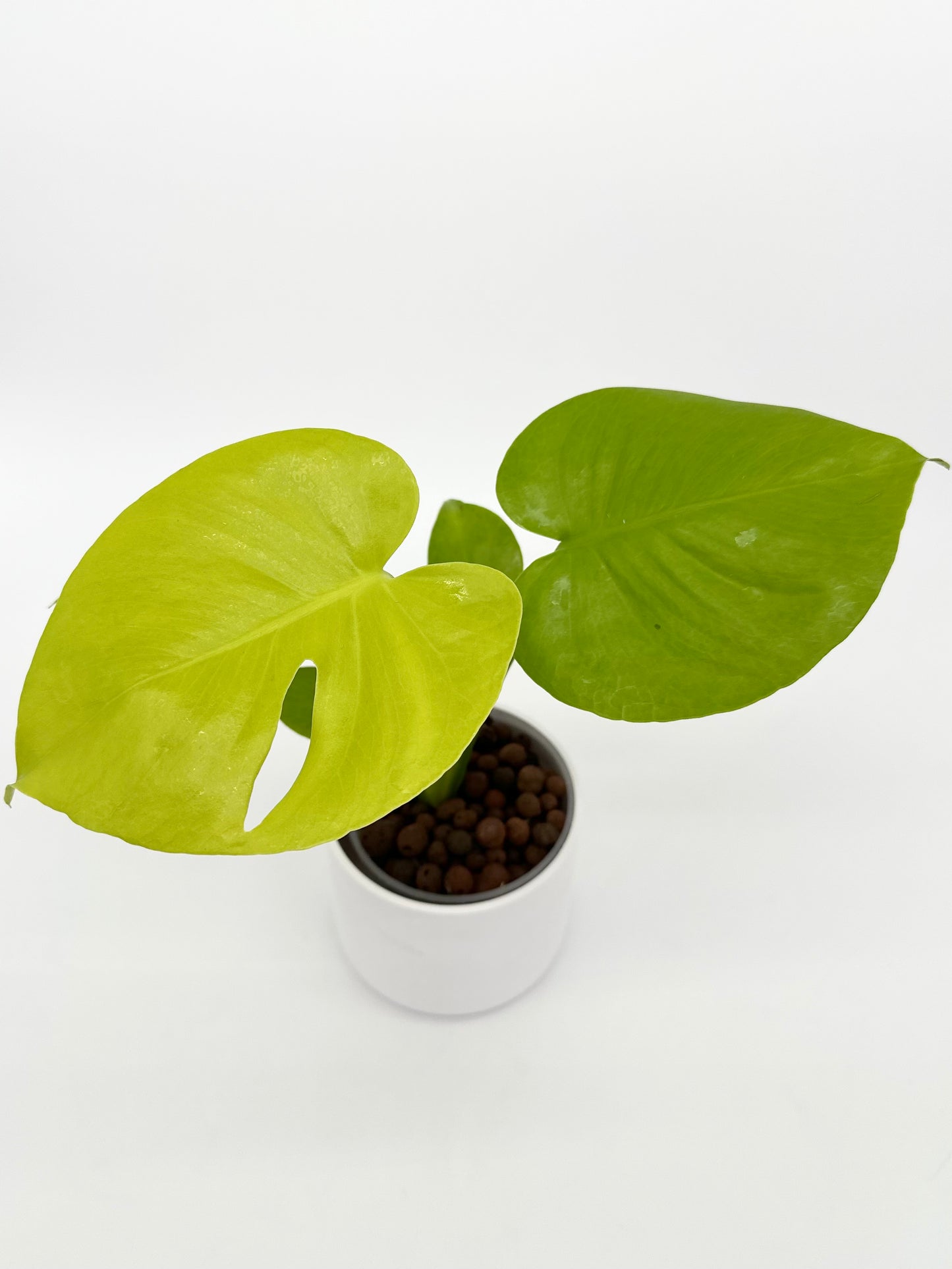 Monstera 'Lemon Lime'