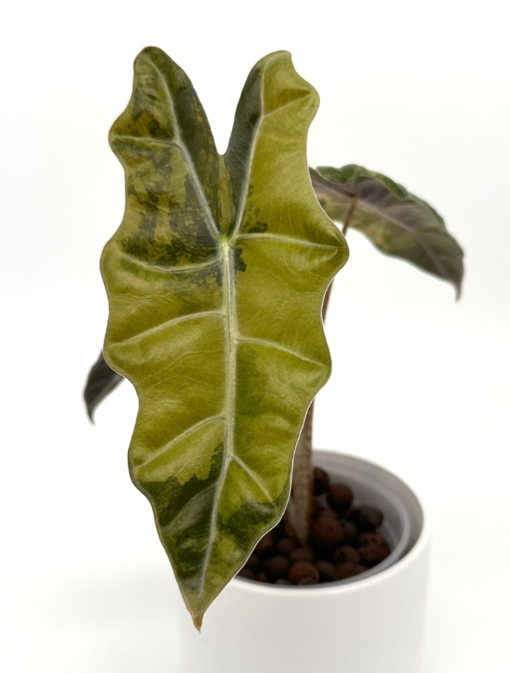 Alocasia pseudosanderiana aurea