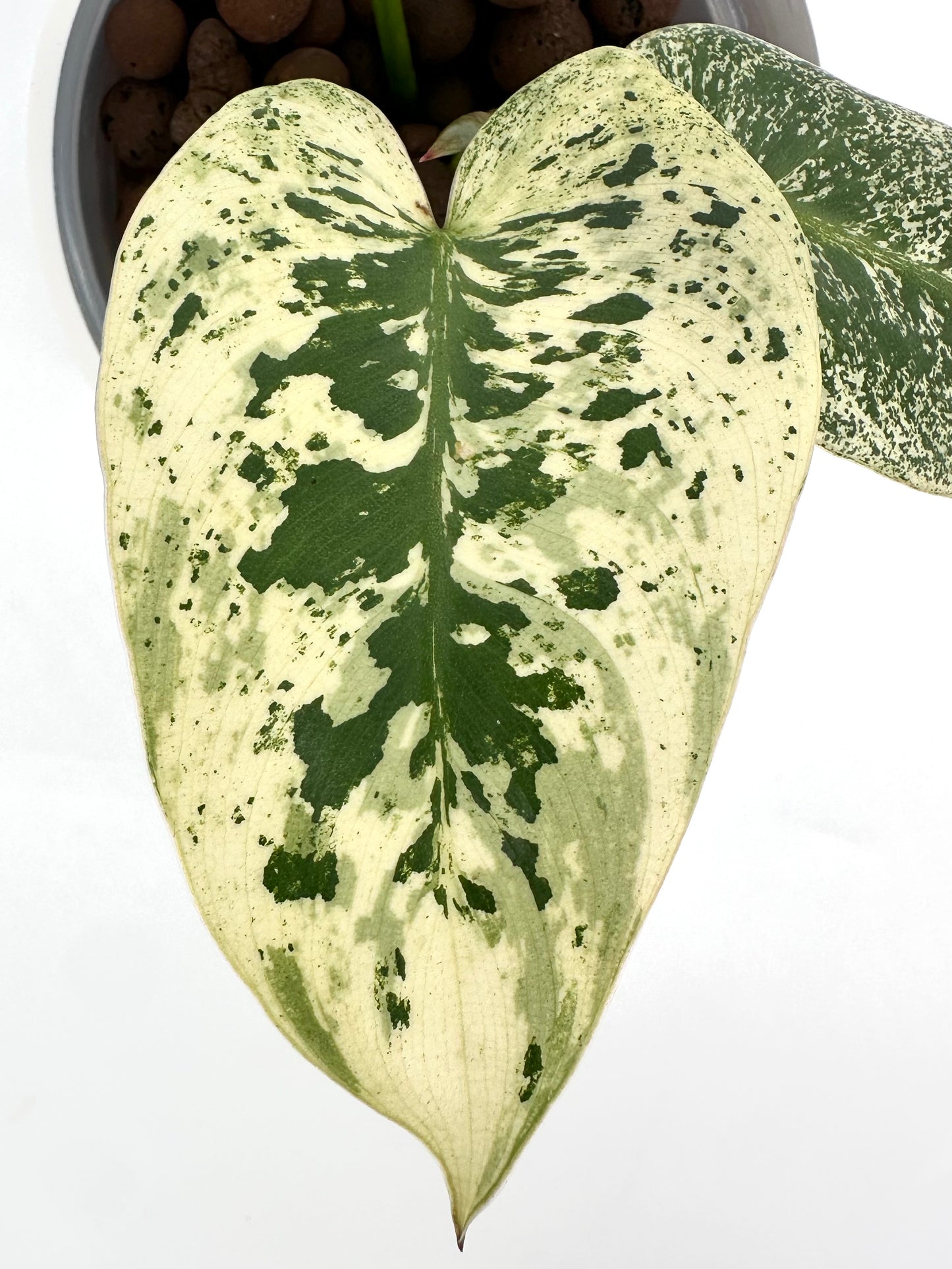 Philodendron Ilsemanii – Kunzo Lineage