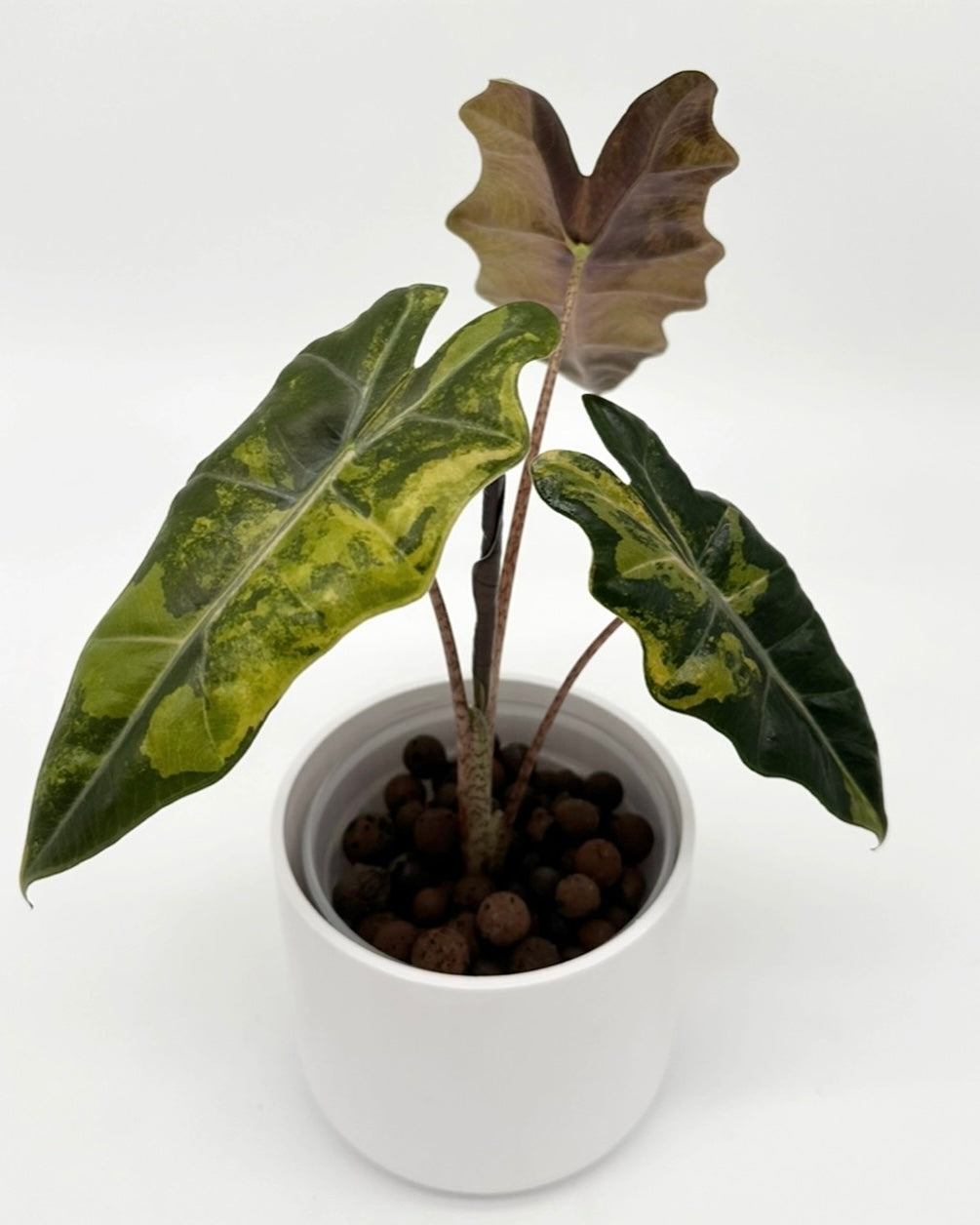 Alocasia pseudosanderiana aurea