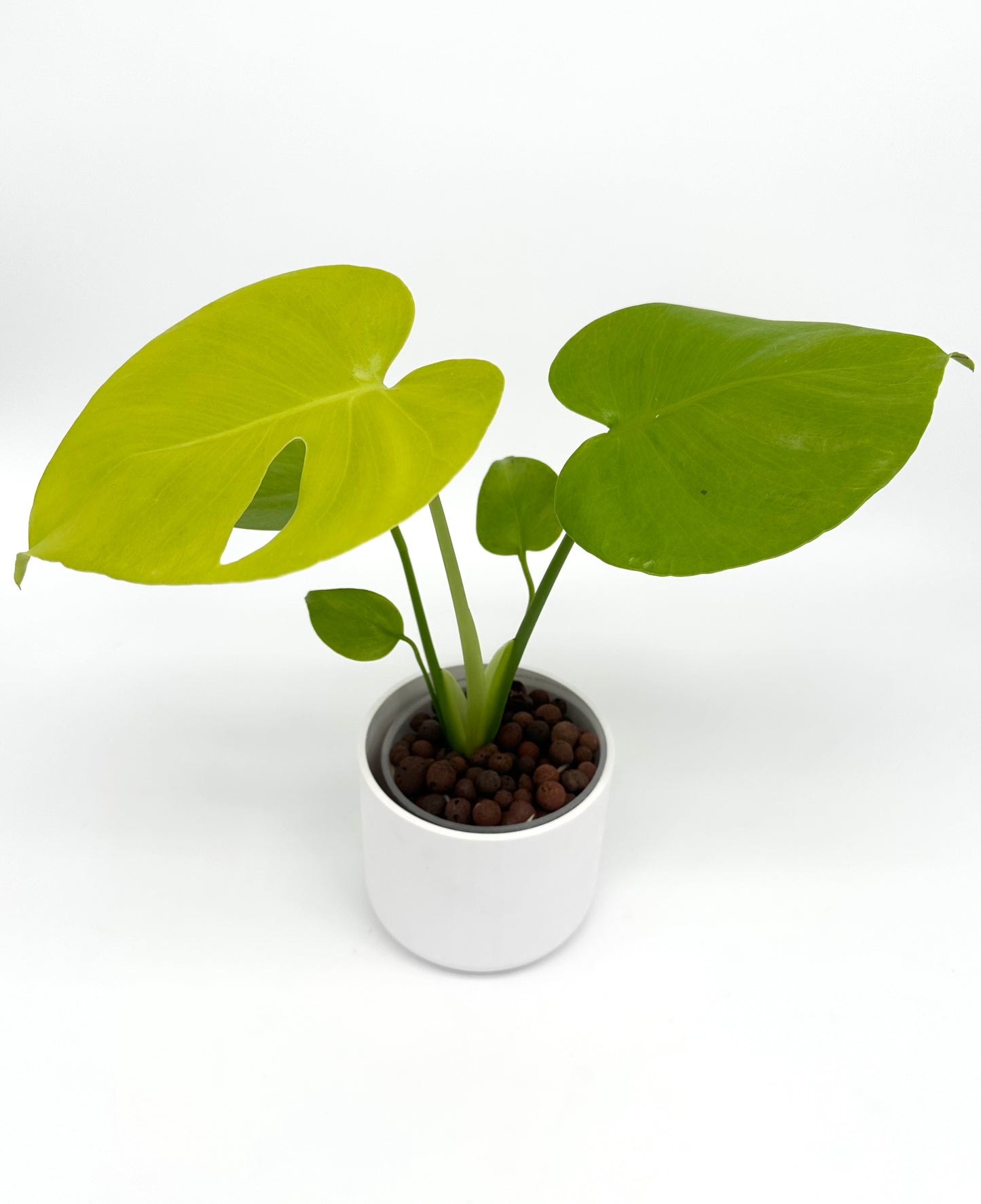 Monstera 'Lemon Lime'