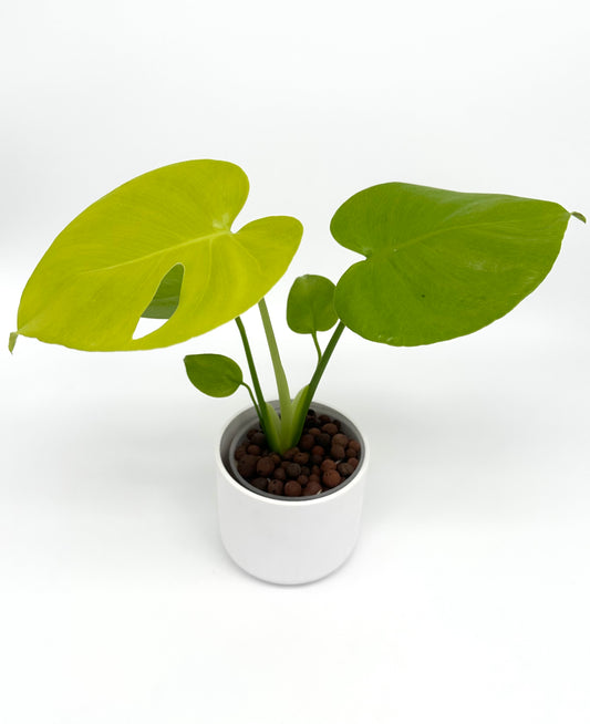 Monstera 'Lemon Lime'