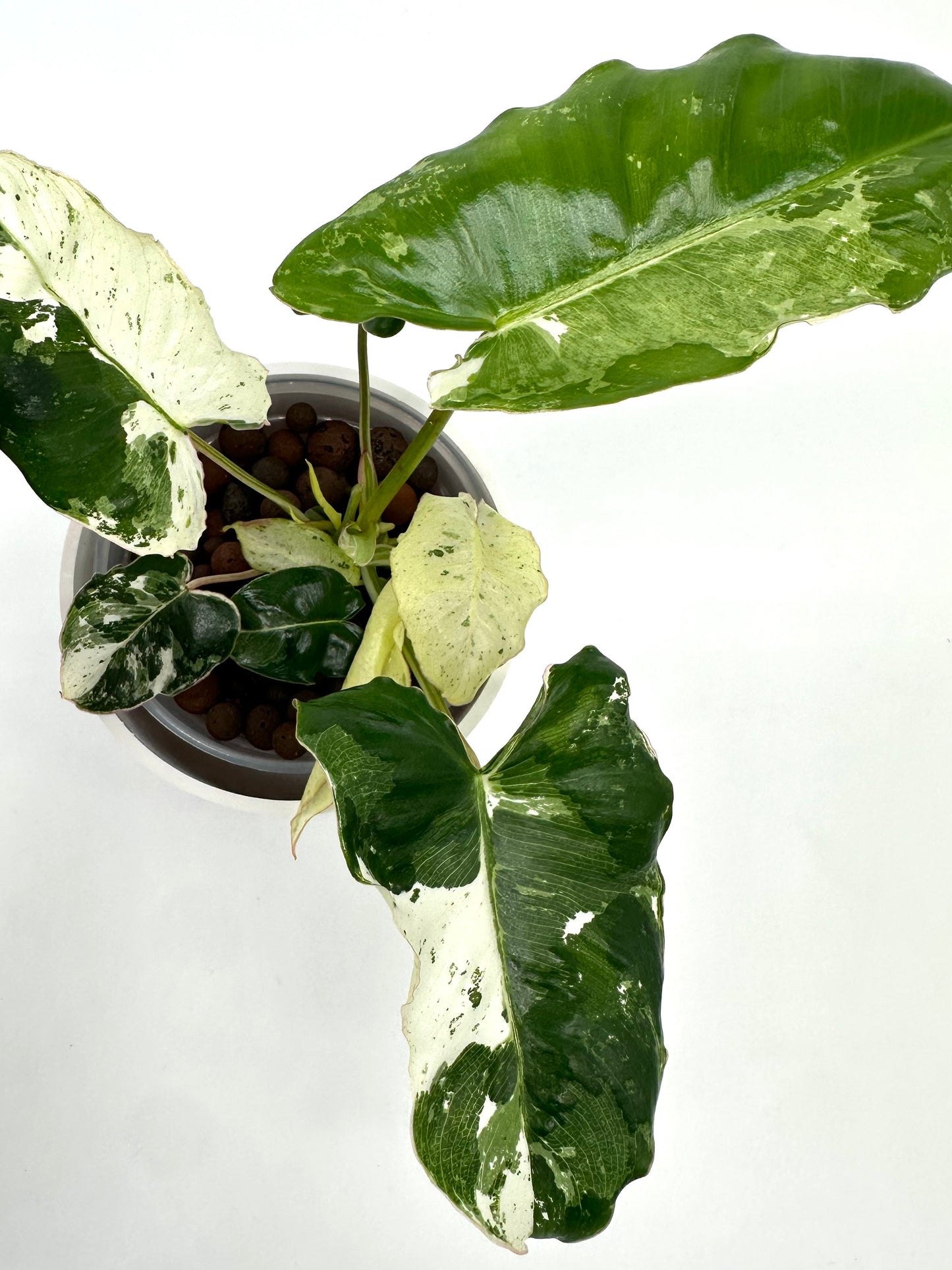 Philodendron Burle Marx ‘Snow’