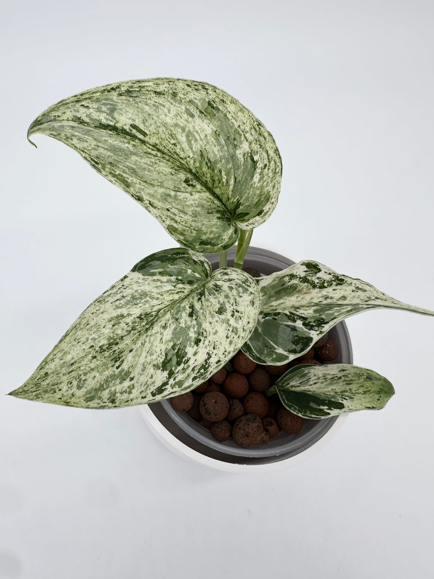 Scindapsus 'Peasun'