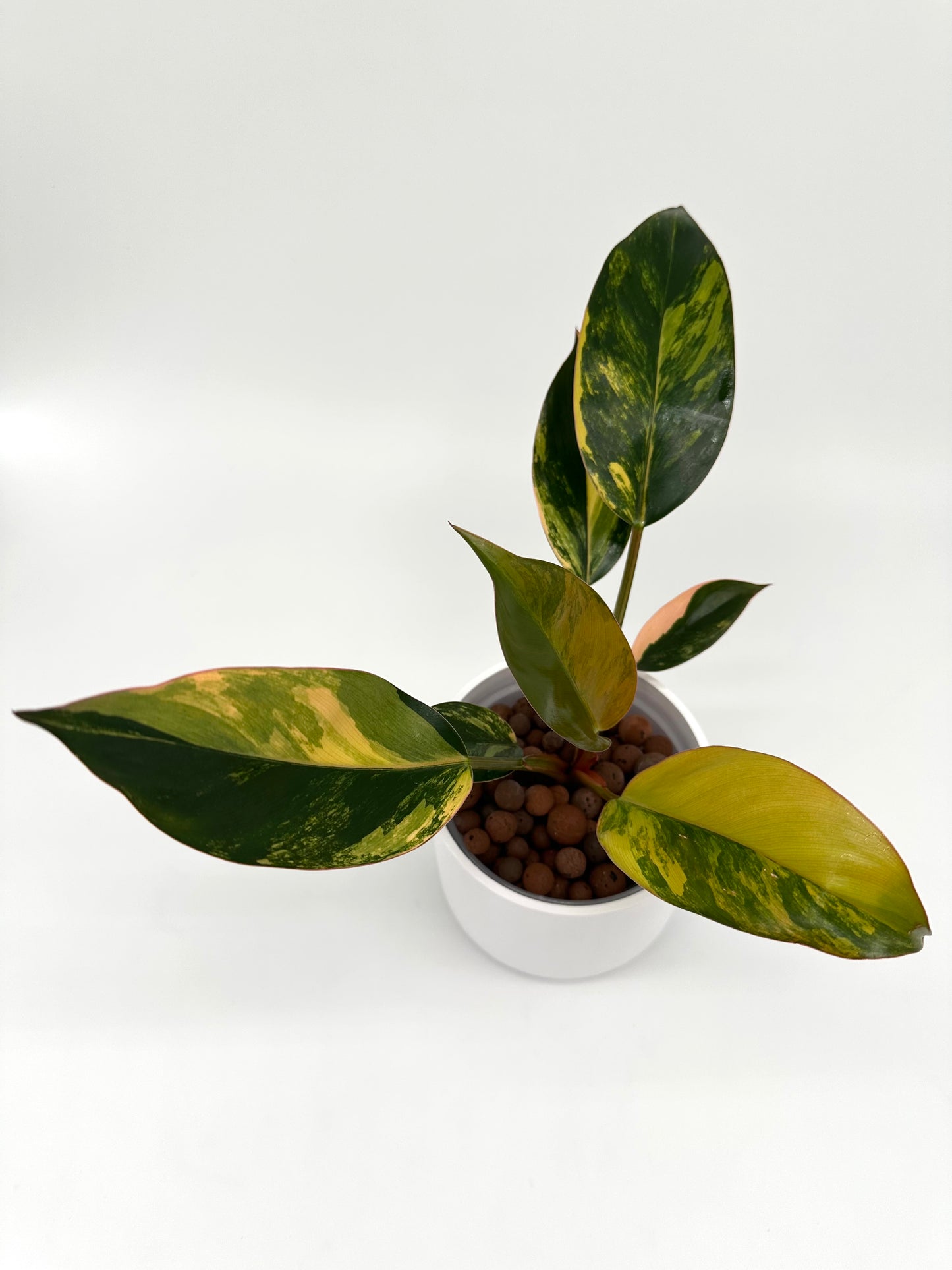 Philodendron Red Congo Variegated