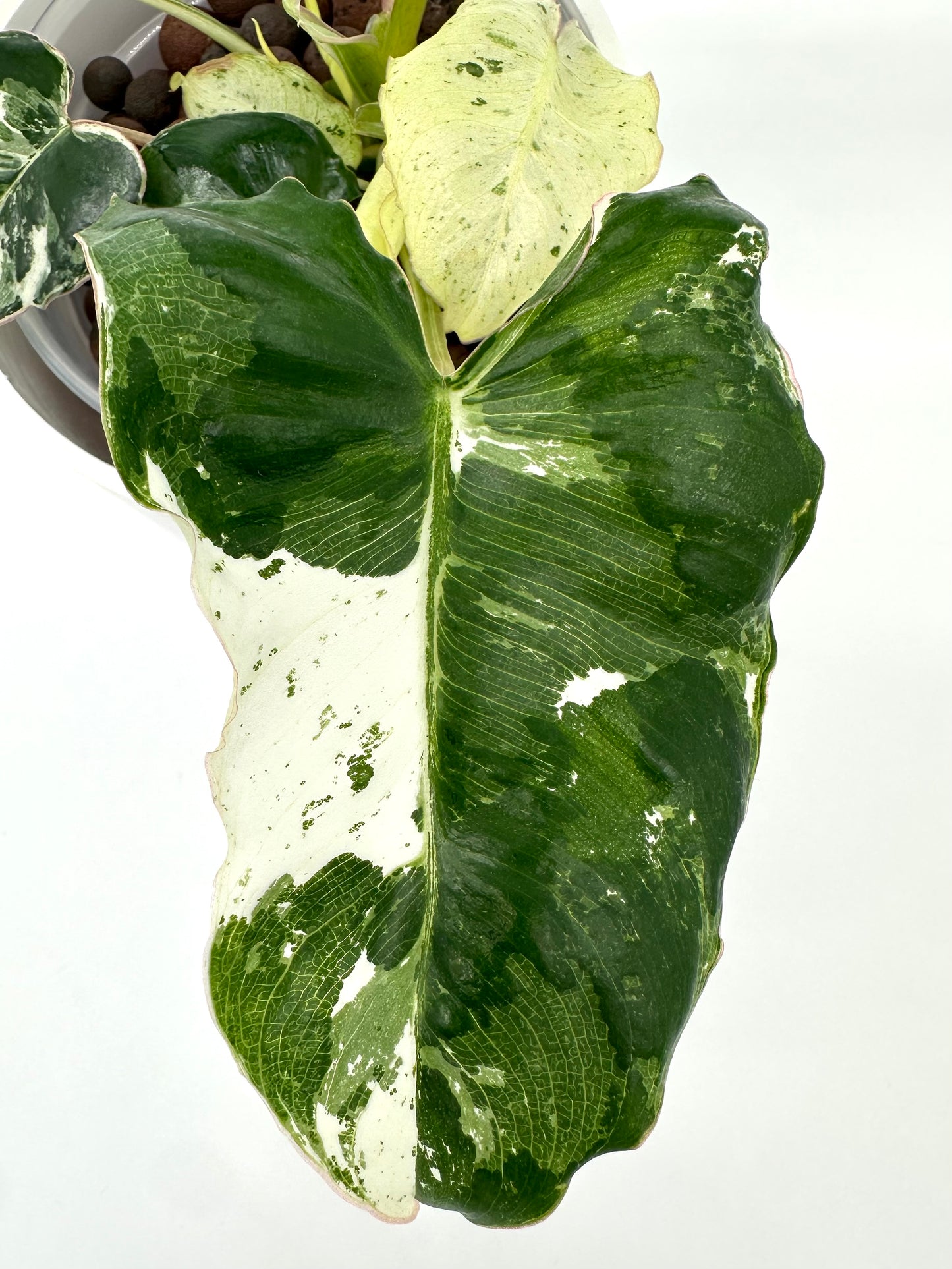 Philodendron Burle Marx ‘Snow’