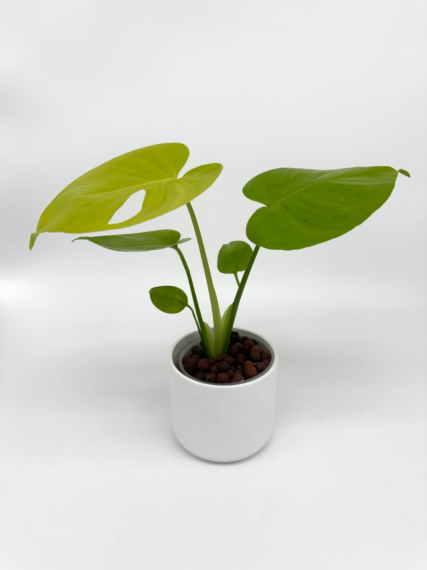 Monstera 'Lemon Lime'